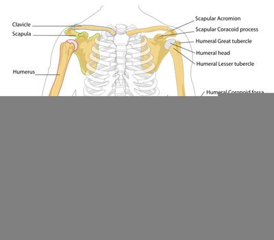 Human Body Bones Diagram