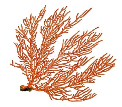 Sea Fan Illustration Invertebrates
