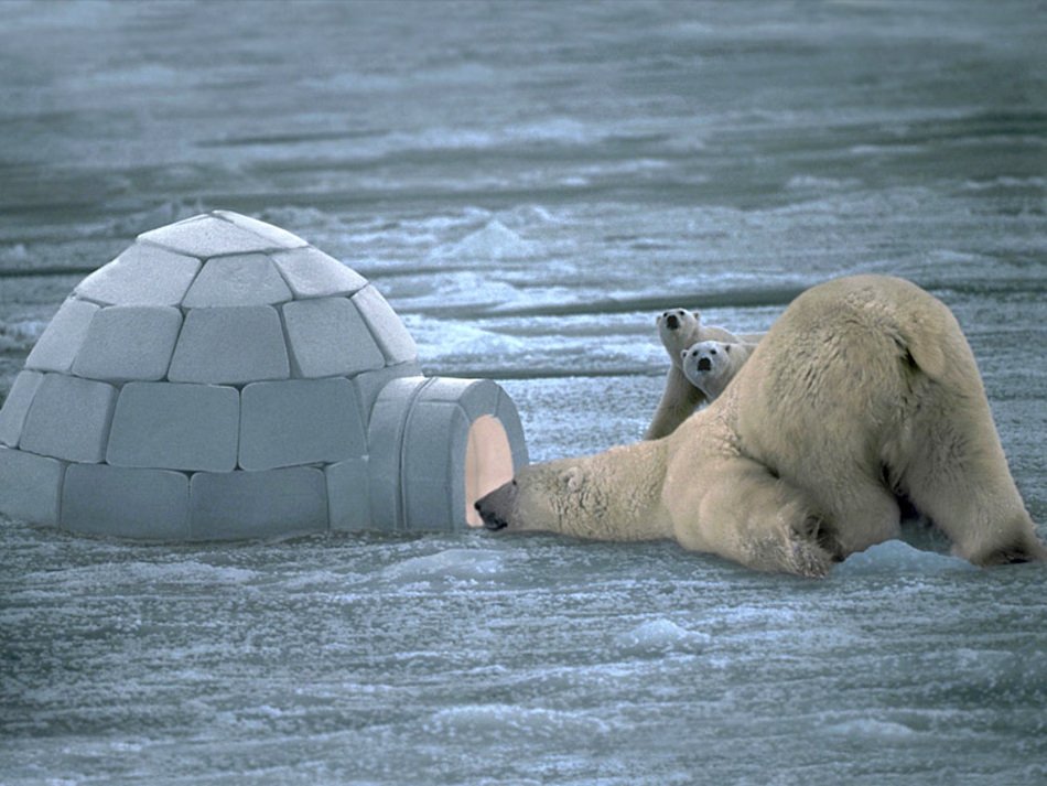 polar bears near the house of ice