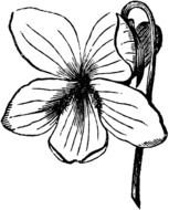 Violet Flower Drawing