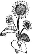 Black And White Sunflower Clip Art drawing