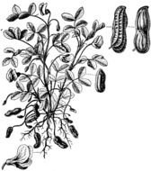 Peanut Clip Art N2