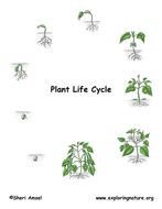 Plant Life Cycle N2
