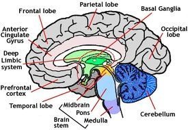 Diagram of Brain clipart