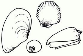 black and white drawings of sea shells of different types