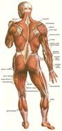 Back Muscle Diagram as a graphic illustration