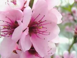 flowers of peach tree, macro