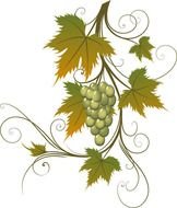 Grape Vine Clip Art N11