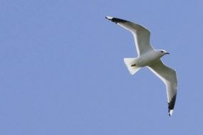 white seagull flies under clear sky