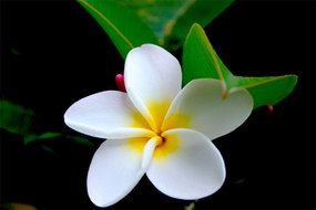 white tropical hawaiian flower