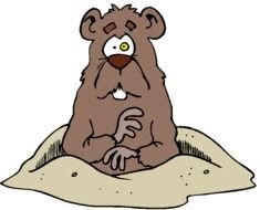 painted groundhog in stress