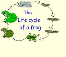Frog Life Cycle Project