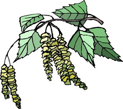 Plant Clip Art N17