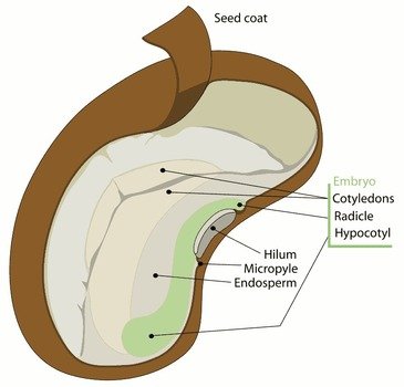 Seed Diagram