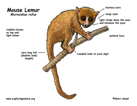Baby Mouse Lemur