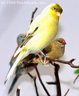 Canary Bird