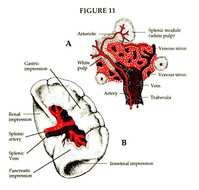 Spleen Diagram