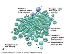Cell Golgi Apparatus