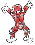 Muscular System Clip Art