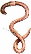 painted worm on a white background