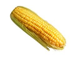 drawing Yellow Corn