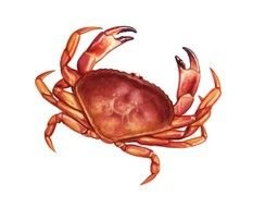 red crab 3d