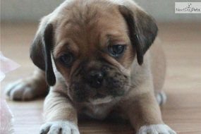 little puppy lies on the floor