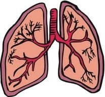 Cartoon Lungs Clip Art N5