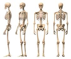 Human Skeletal System