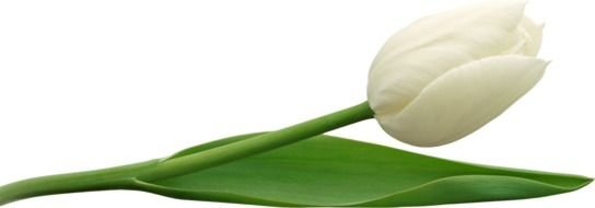 Clip art of white Tulip