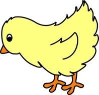 yellow chicken as a picture for clipart