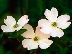 picture of the Dogwood Blossoms