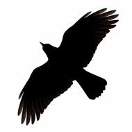 silhouette of the bird with spread wings on a white background