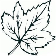 Maple Leaf Coloring Page