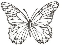 Drawing of the beautiful butterfly