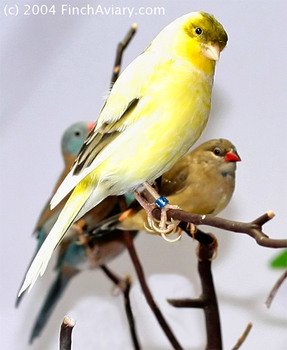 Canary Bird