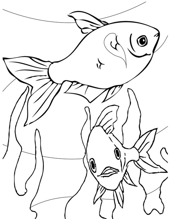 drawing of the fishes