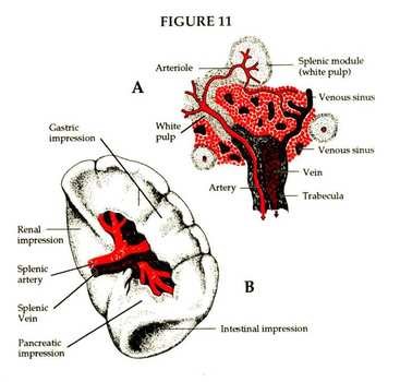 Spleen Diagram