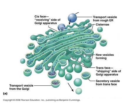 Cell Golgi Apparatus