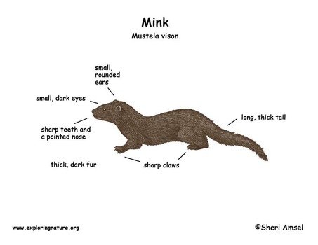 Mink Dissection Diagrams