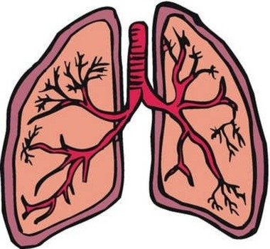 Cartoon Lungs Clip Art N5