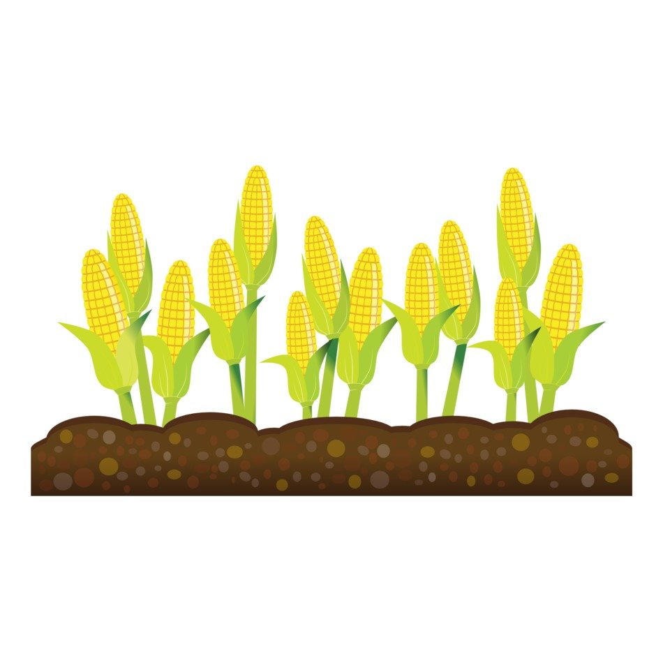 Crops Clip Art drawing