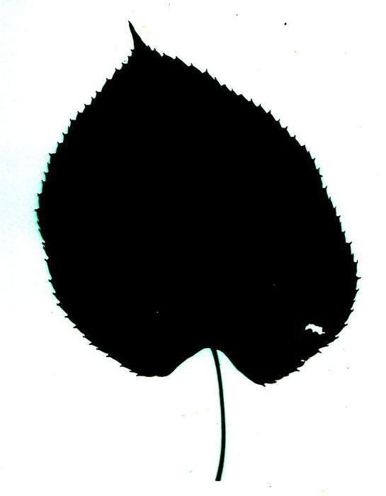 Leaf Silhouette darwing