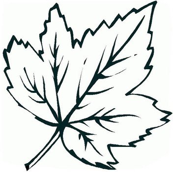 Maple Leaf Coloring Page