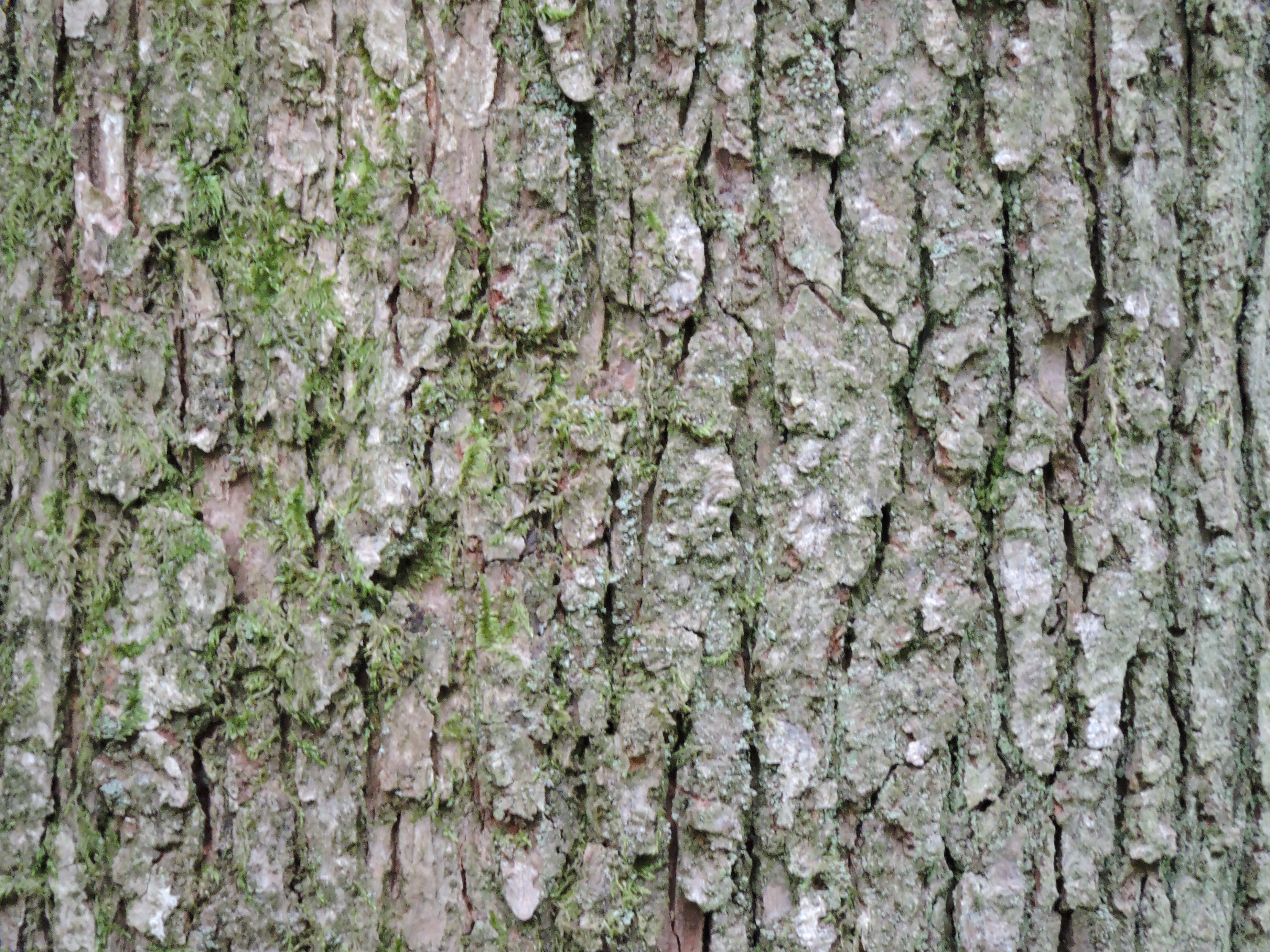 Текстура шероховатого дерева