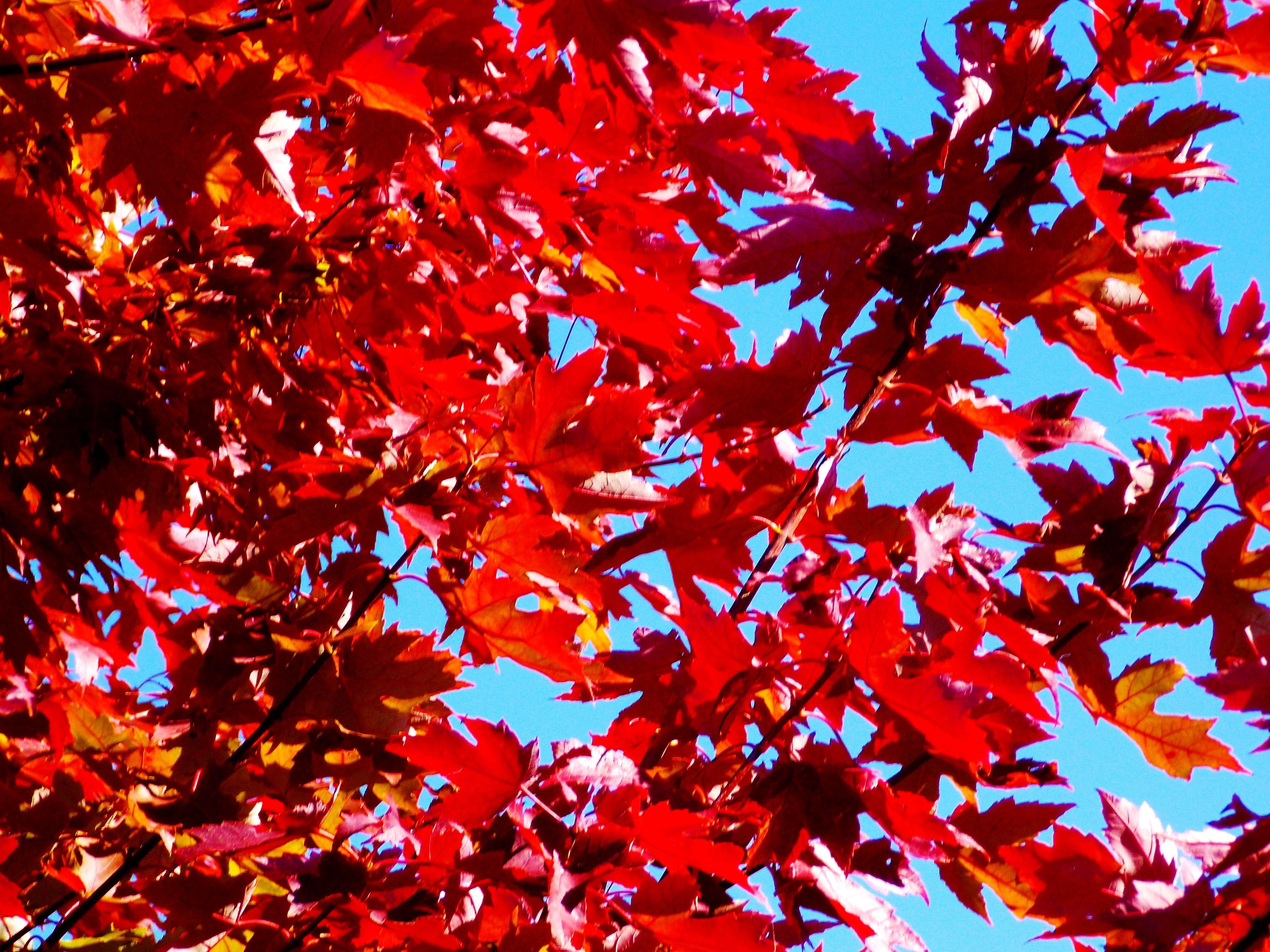Деревья с красными листьями фото