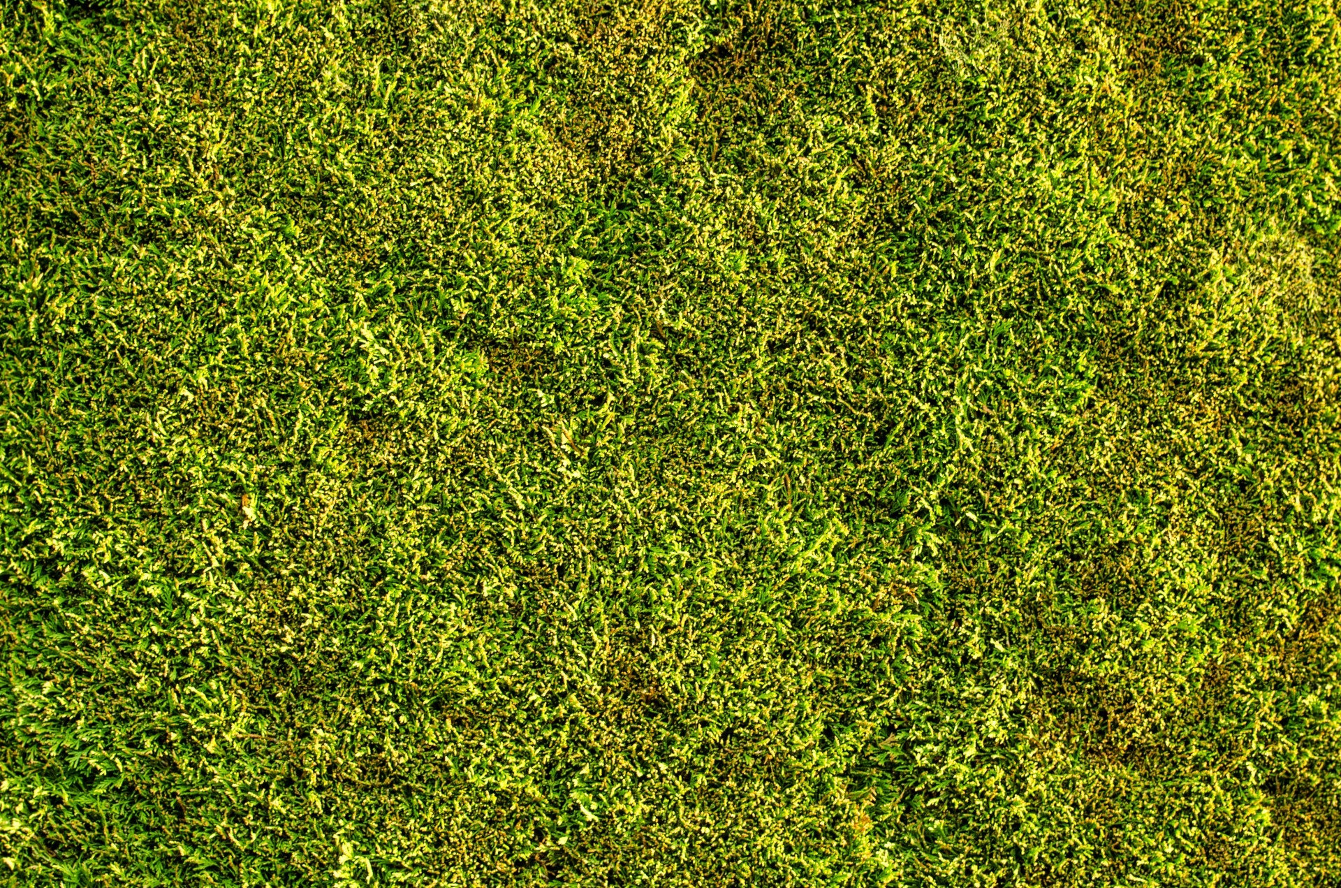 Bush green wall evergreen free image download