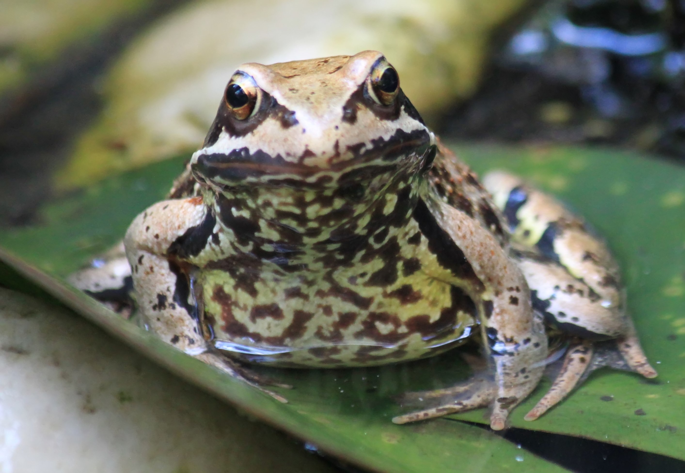 Какие бывают лягушки и жабы фото и названия