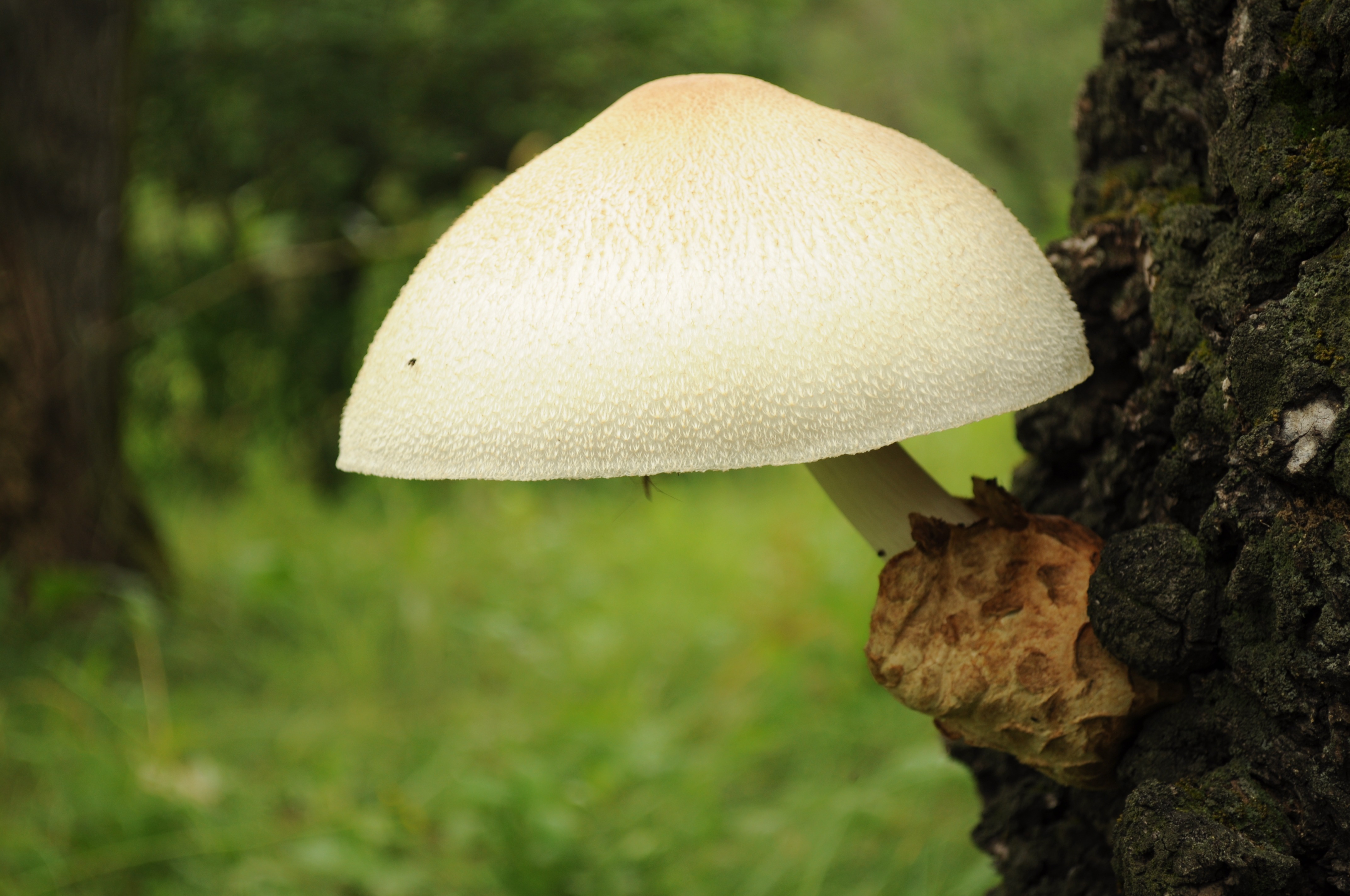 Белый древесный гриб