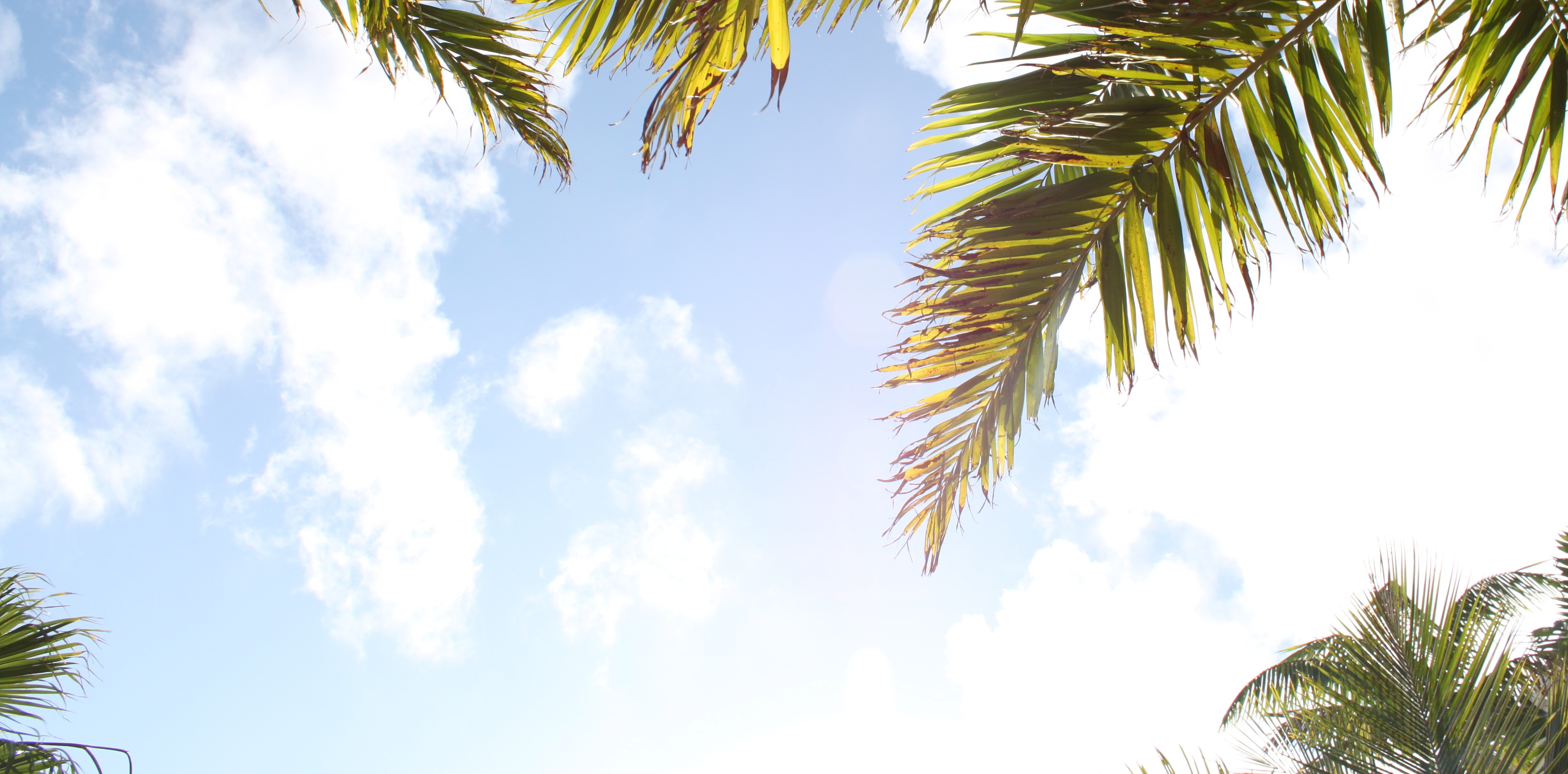 Tropical background